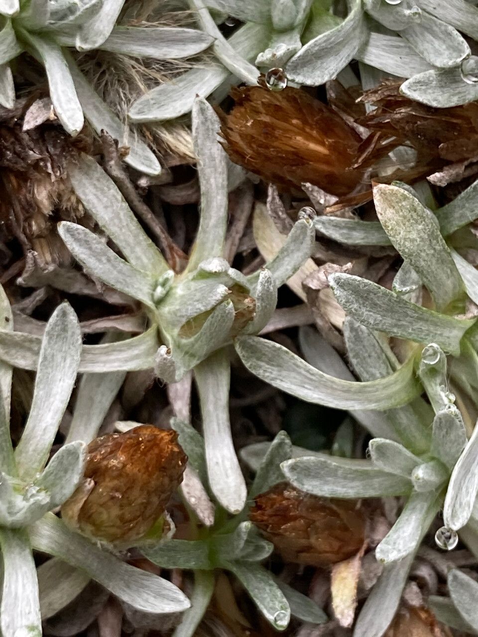 Lucilia kunthiana flower