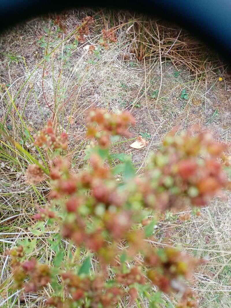 Lechea mucronata flower