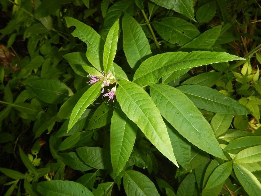 Decodon verticillatus — flood tolerant houseplant