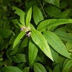 Decodon verticillatus