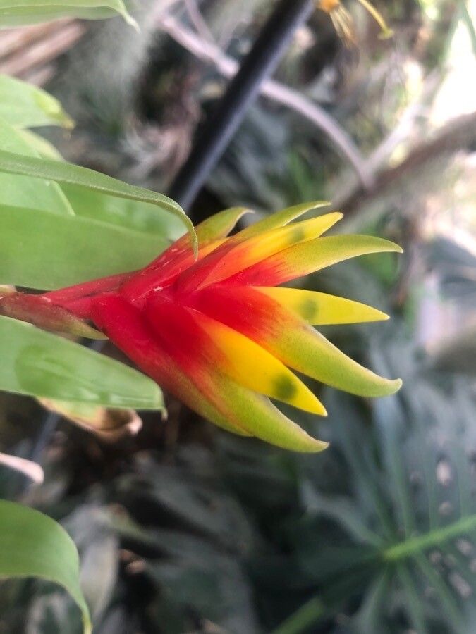 Vriesea carinata flower