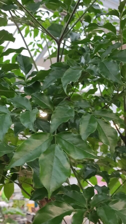 Heteropanax chinensis — related species from the same genus