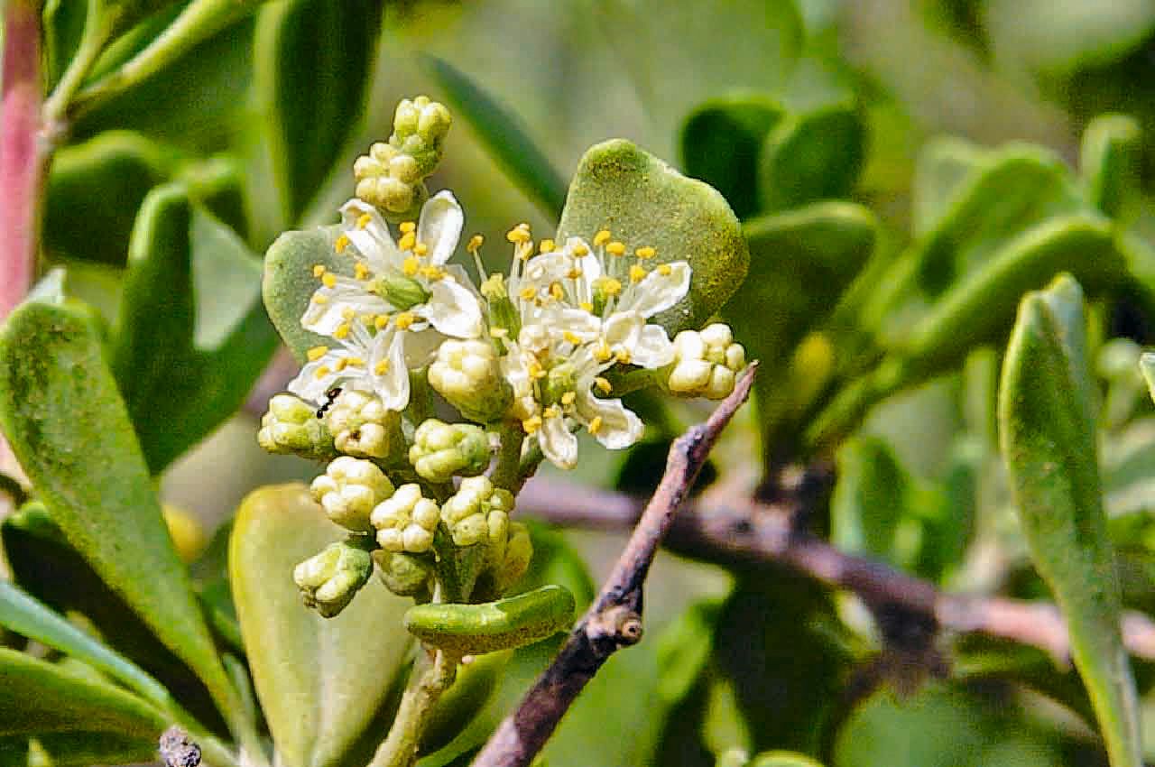 Nitraria retusa flower
