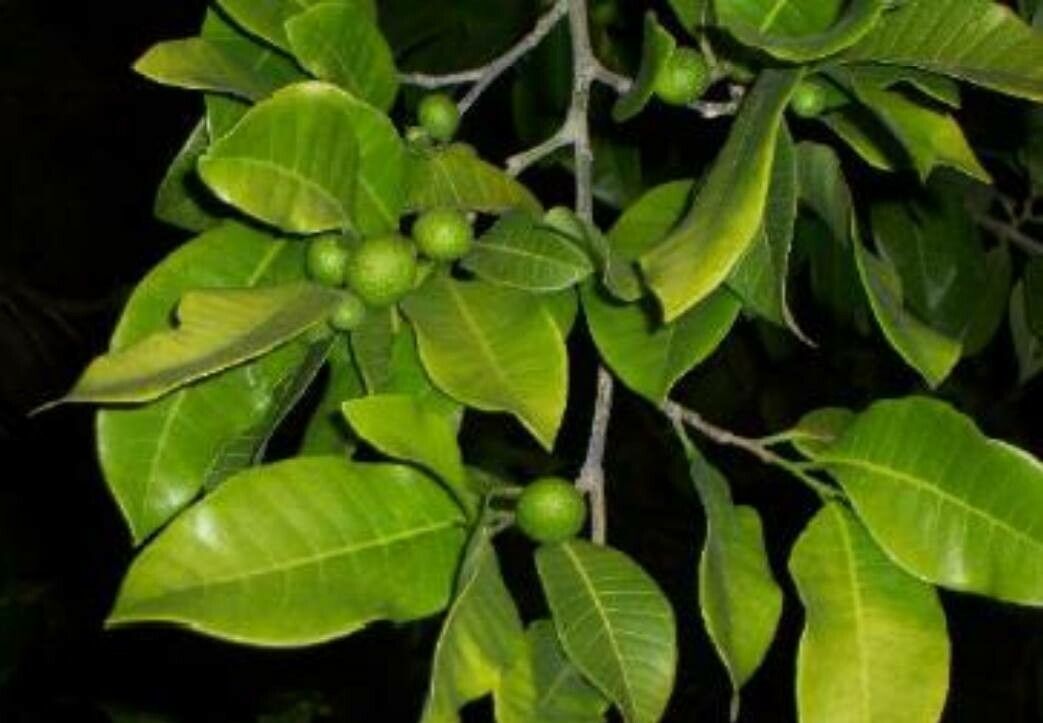 Gardenia urvillei fruit