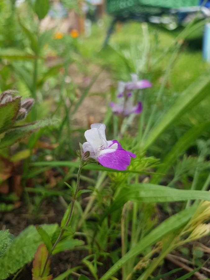 Collinsia bartsiifolia habit