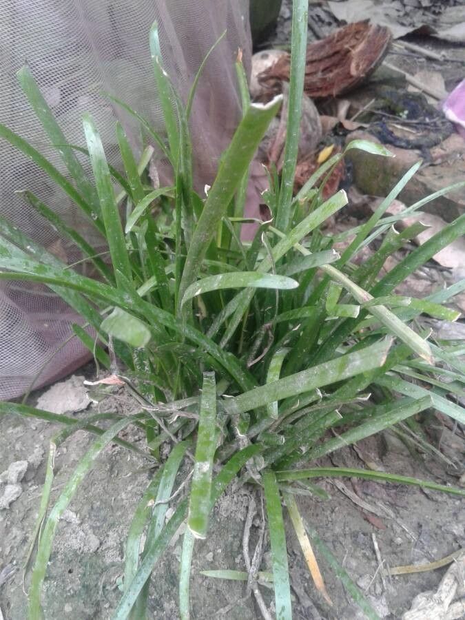Pityopsis graminifolia leaf