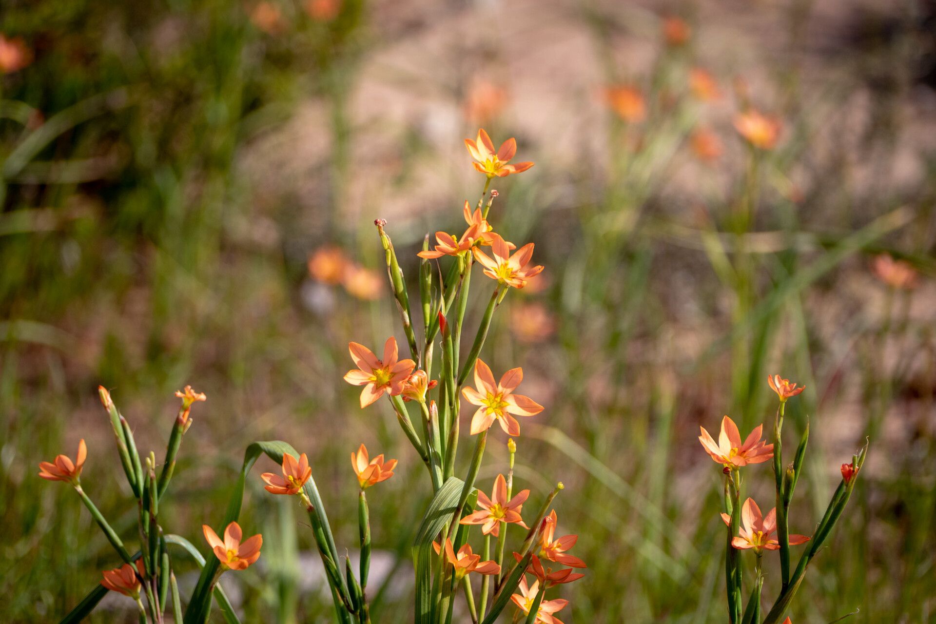 Moraea miniata — houseplant care guide
