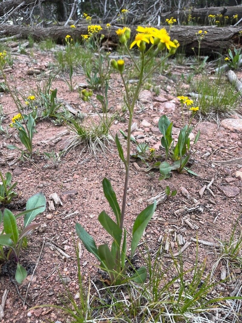 Senecio wootonii habit