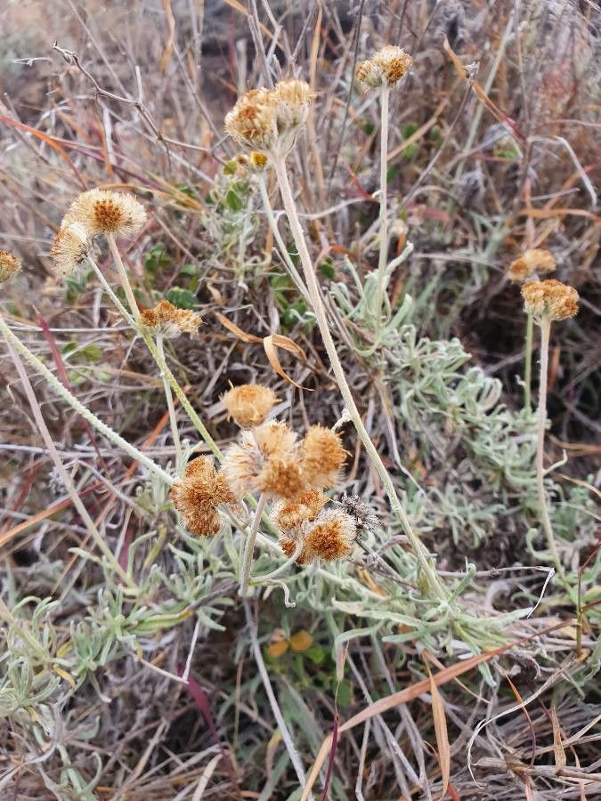 Helichrysum glumaceum fruit