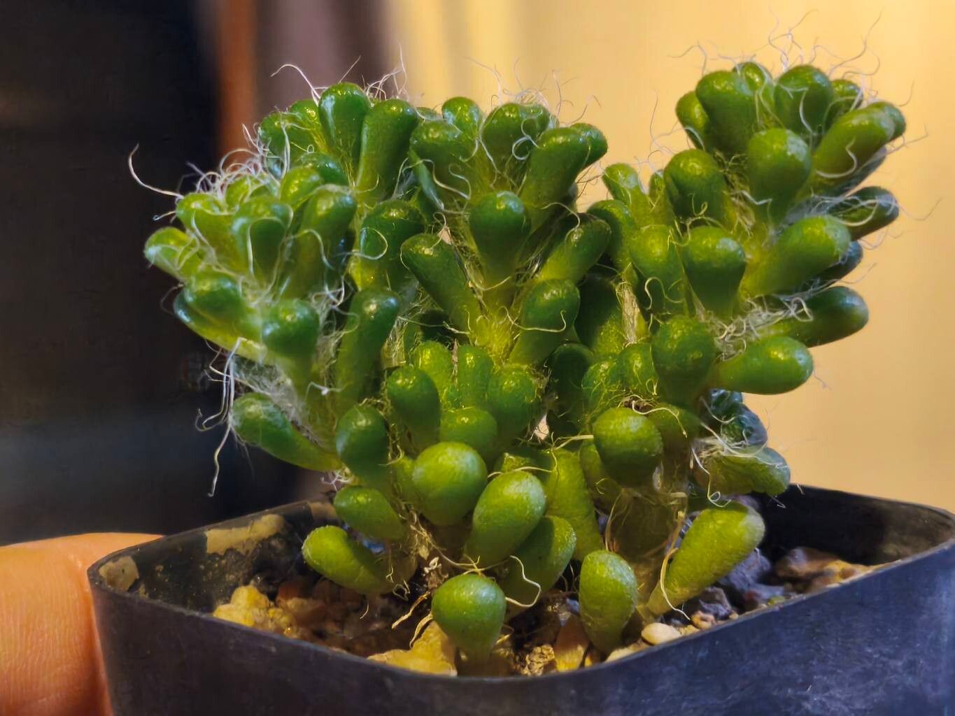 Anacampseros crinita — search result for 'Anacampseros'