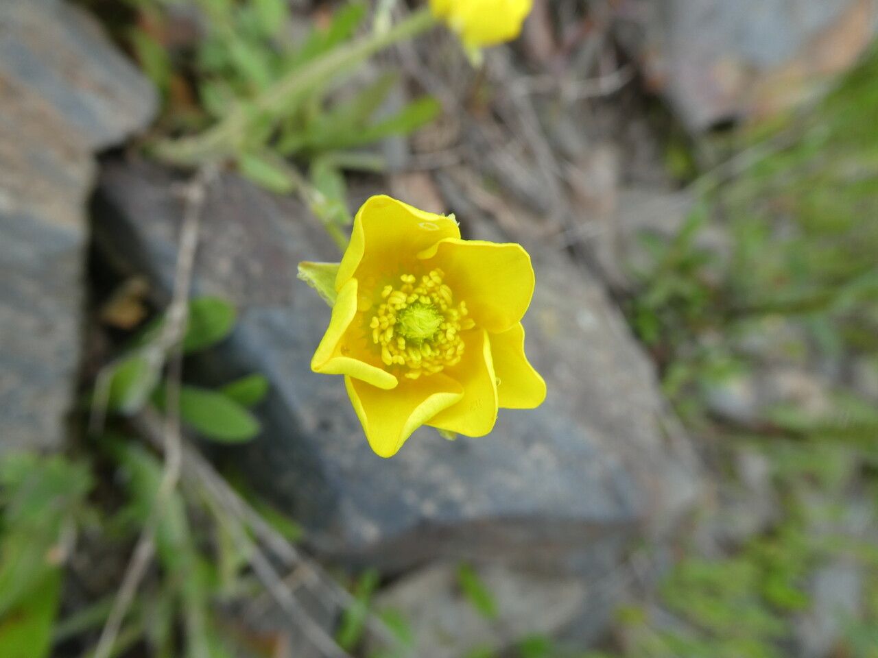 Ranunculus monspeliacus flower