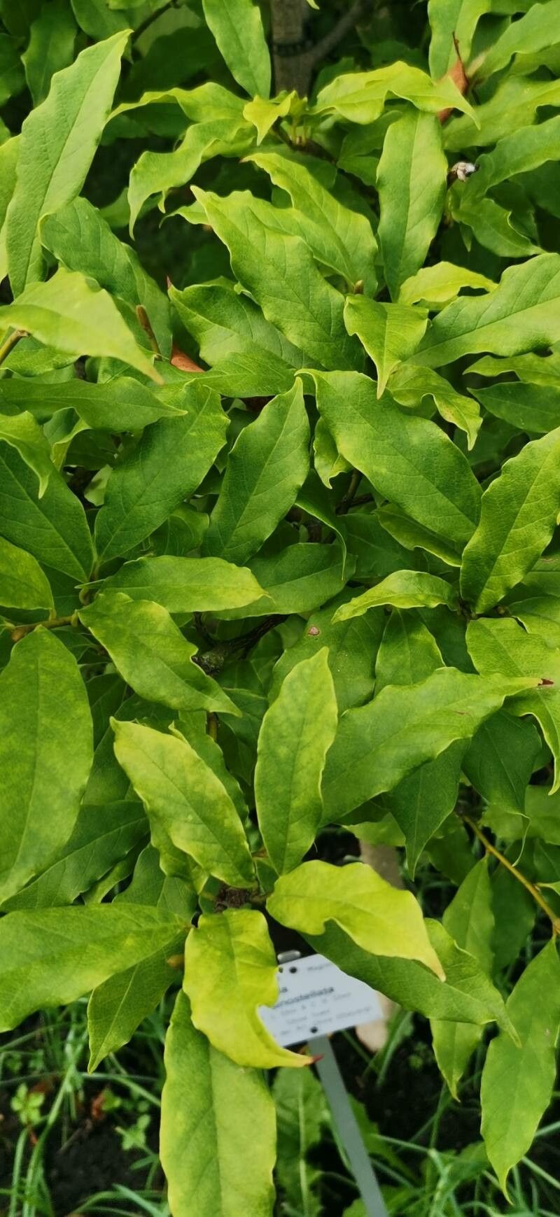 Magnolia sinostellata — search result for 'Magnolia'