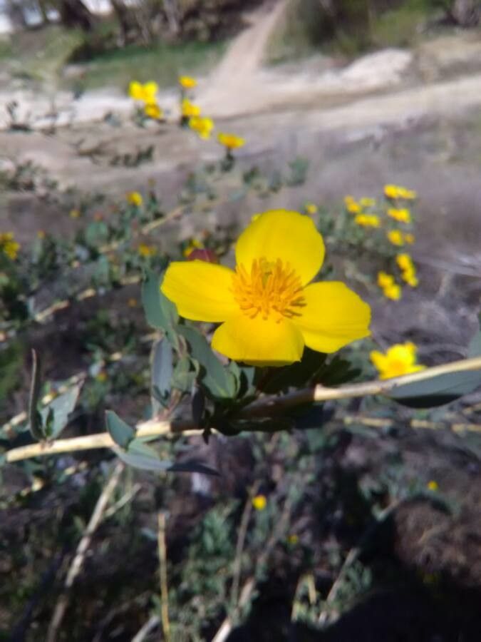 Dendromecon rigida flower