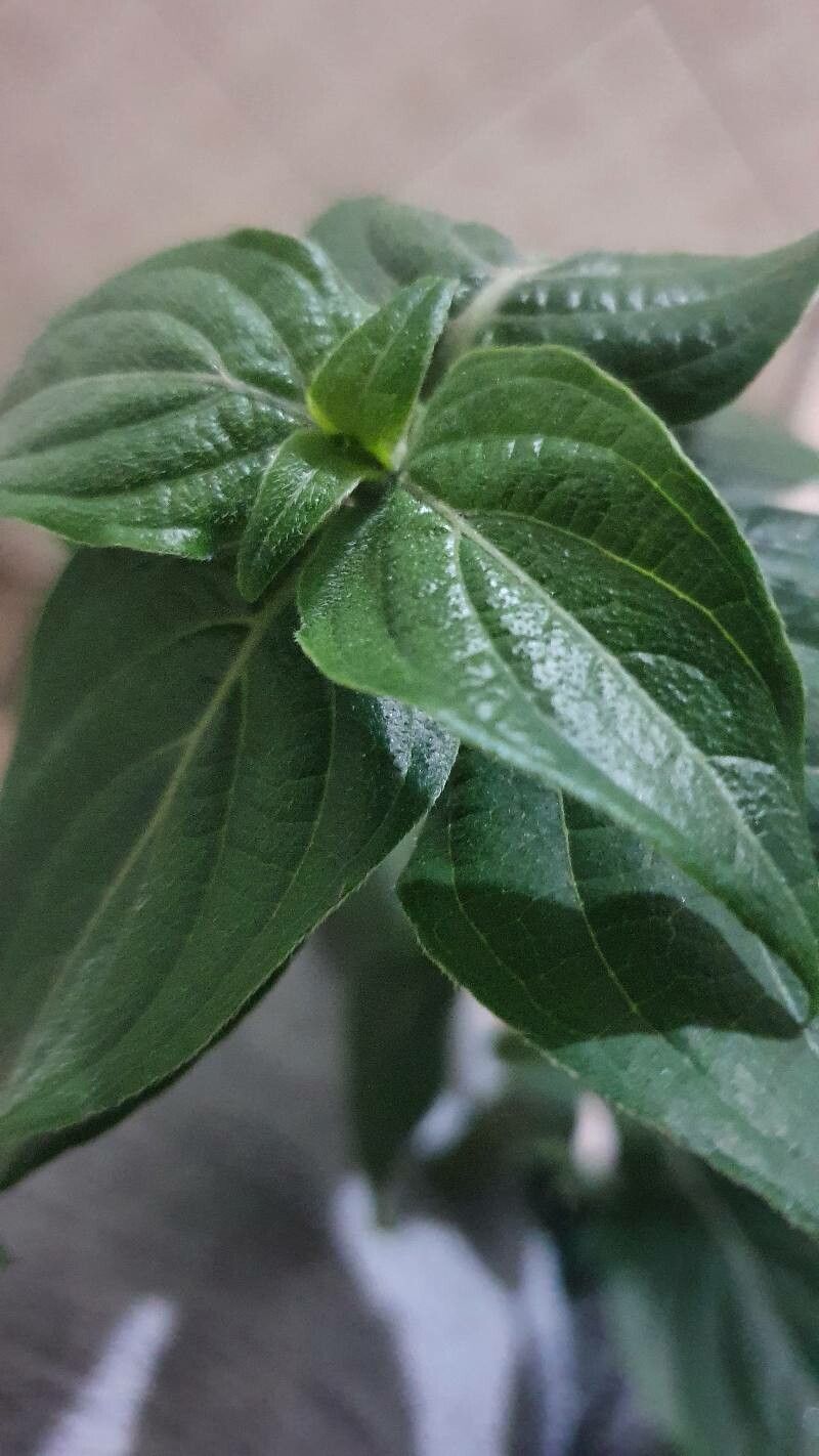 Dicliptera chinensis leaf