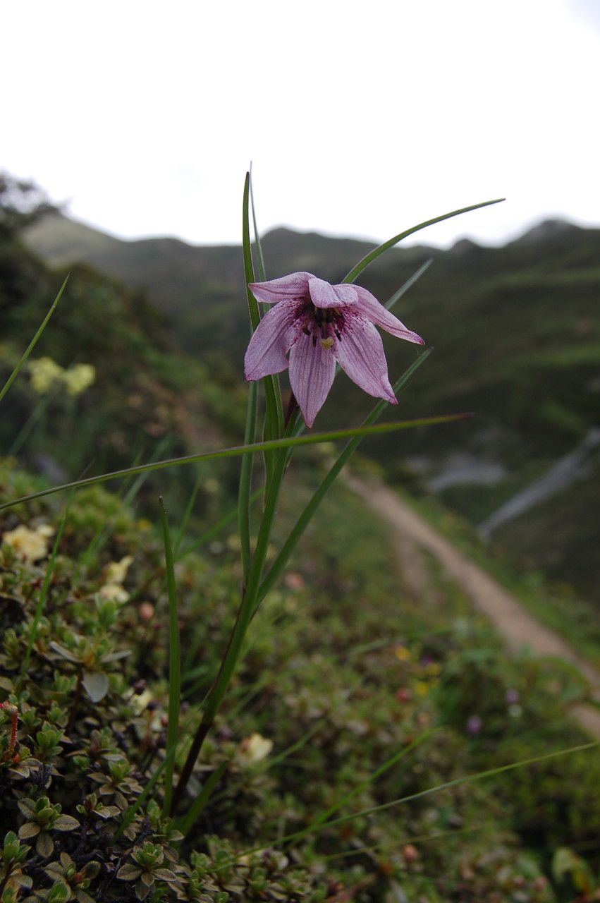 Lilium nanum habit
