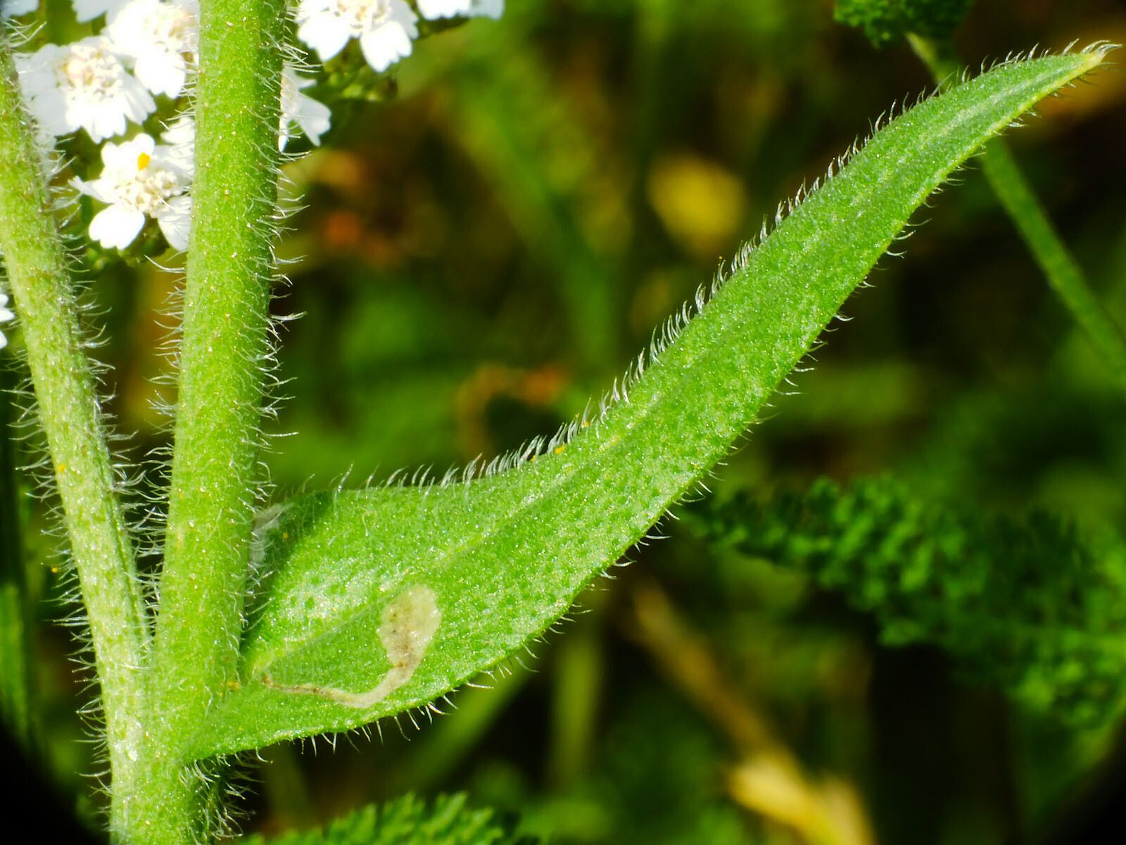 Anchusa procera — search result for 'Anchusa'