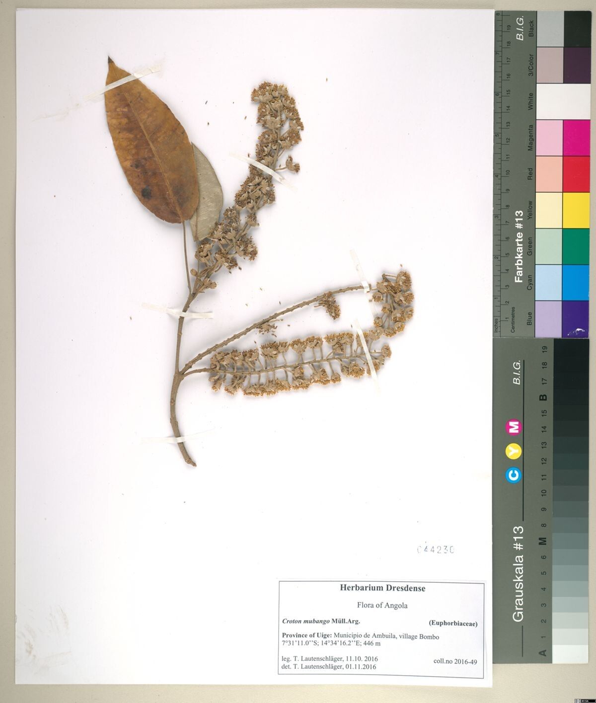 Croton mubango — houseplant care guide