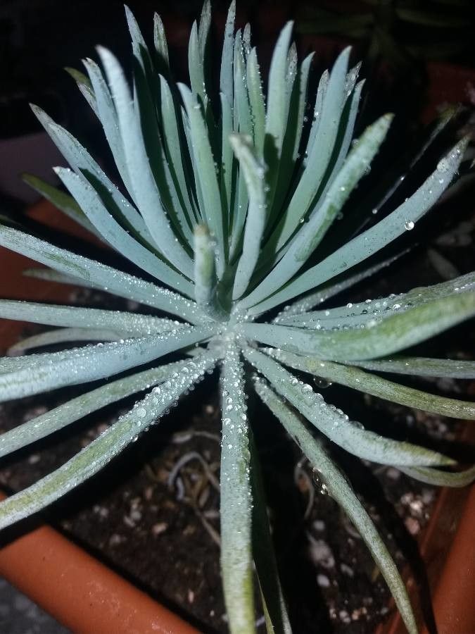 Senecio vitalis flower