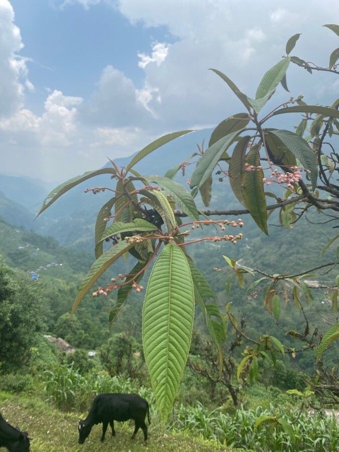 Saurauia napaulensis leaf