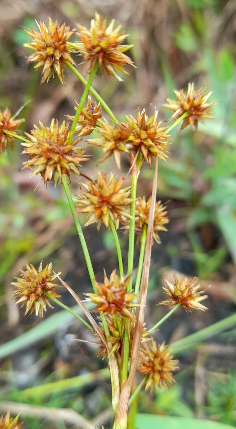 Rhynchospora holoschoenoides — houseplant care guide