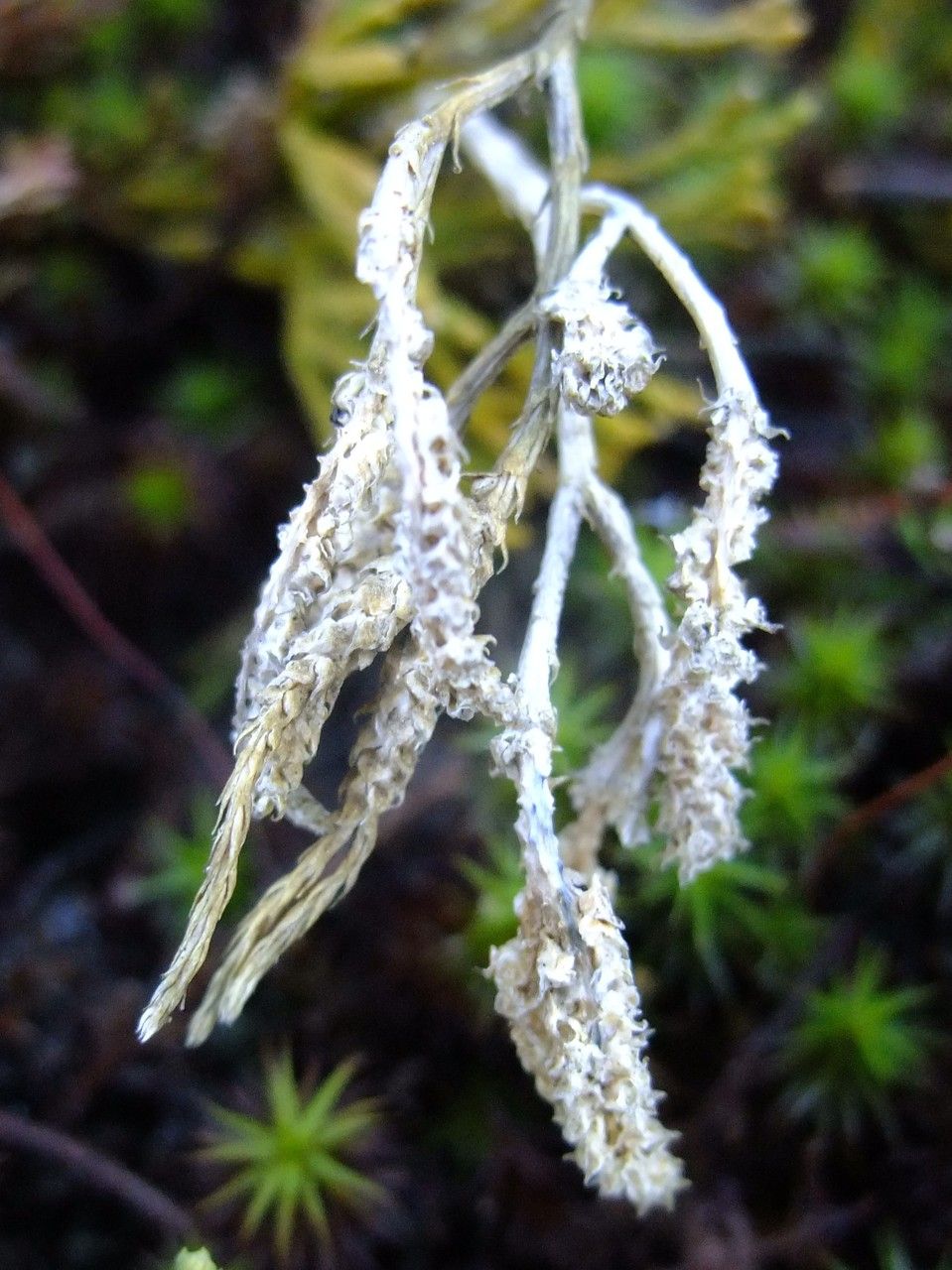 Diphasiastrum zeilleri fruit