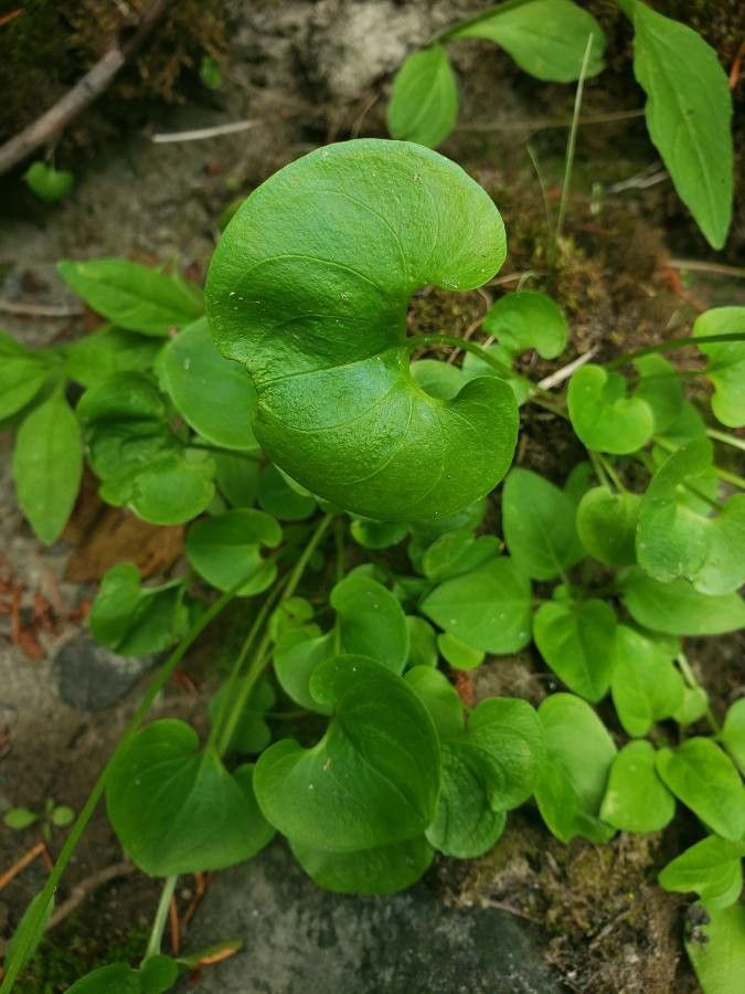 Parnassia fimbriata — search result for 'Celastraceae'