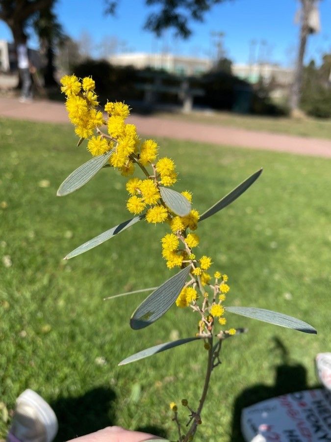 Acacia redolens flower