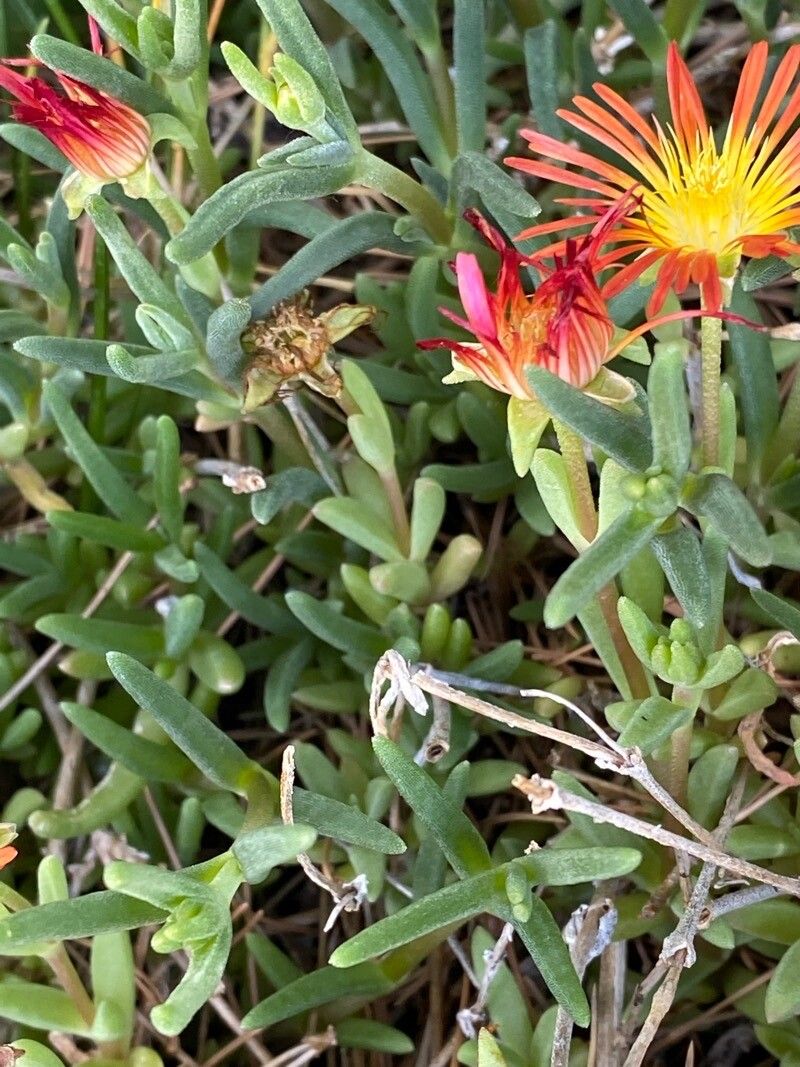 Malephora crocea leaf