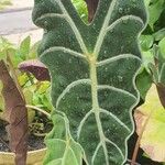 Alocasia longiloba