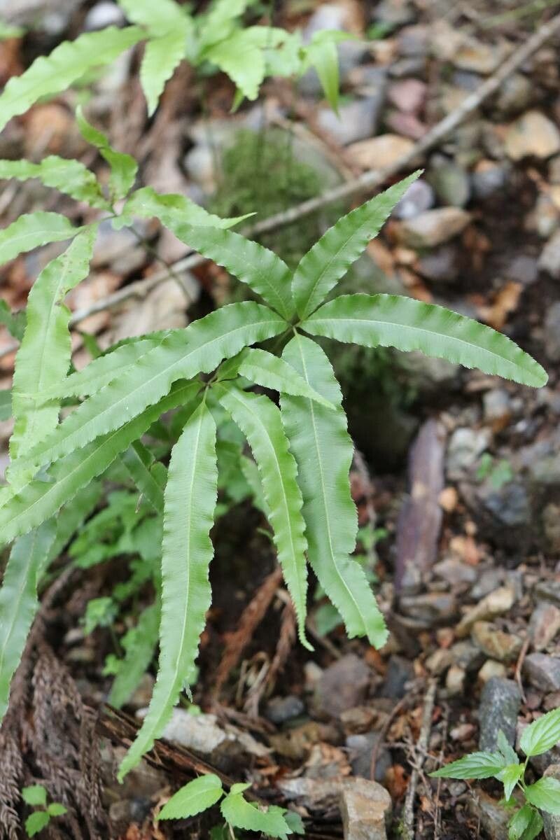Pteris nipponica — sleep aid houseplant