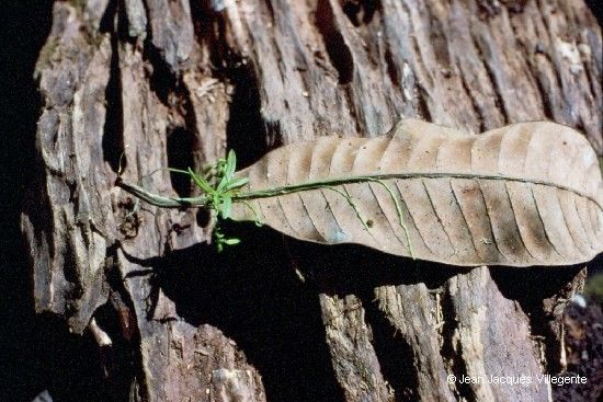 Taeniophyllum rudolfii habit