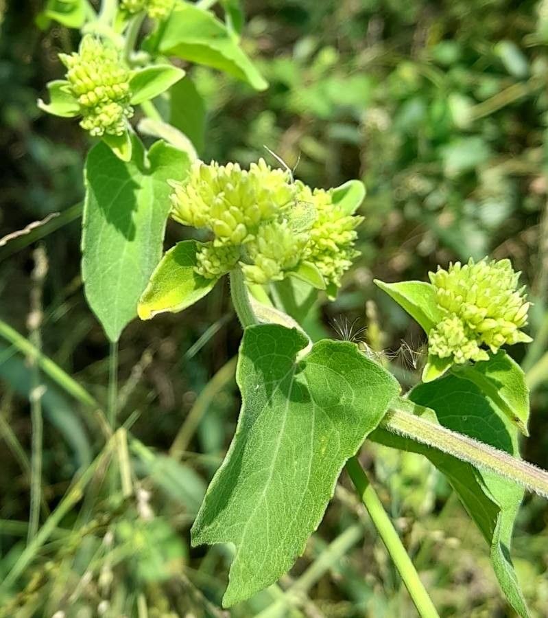 Mikania cordifolia flower