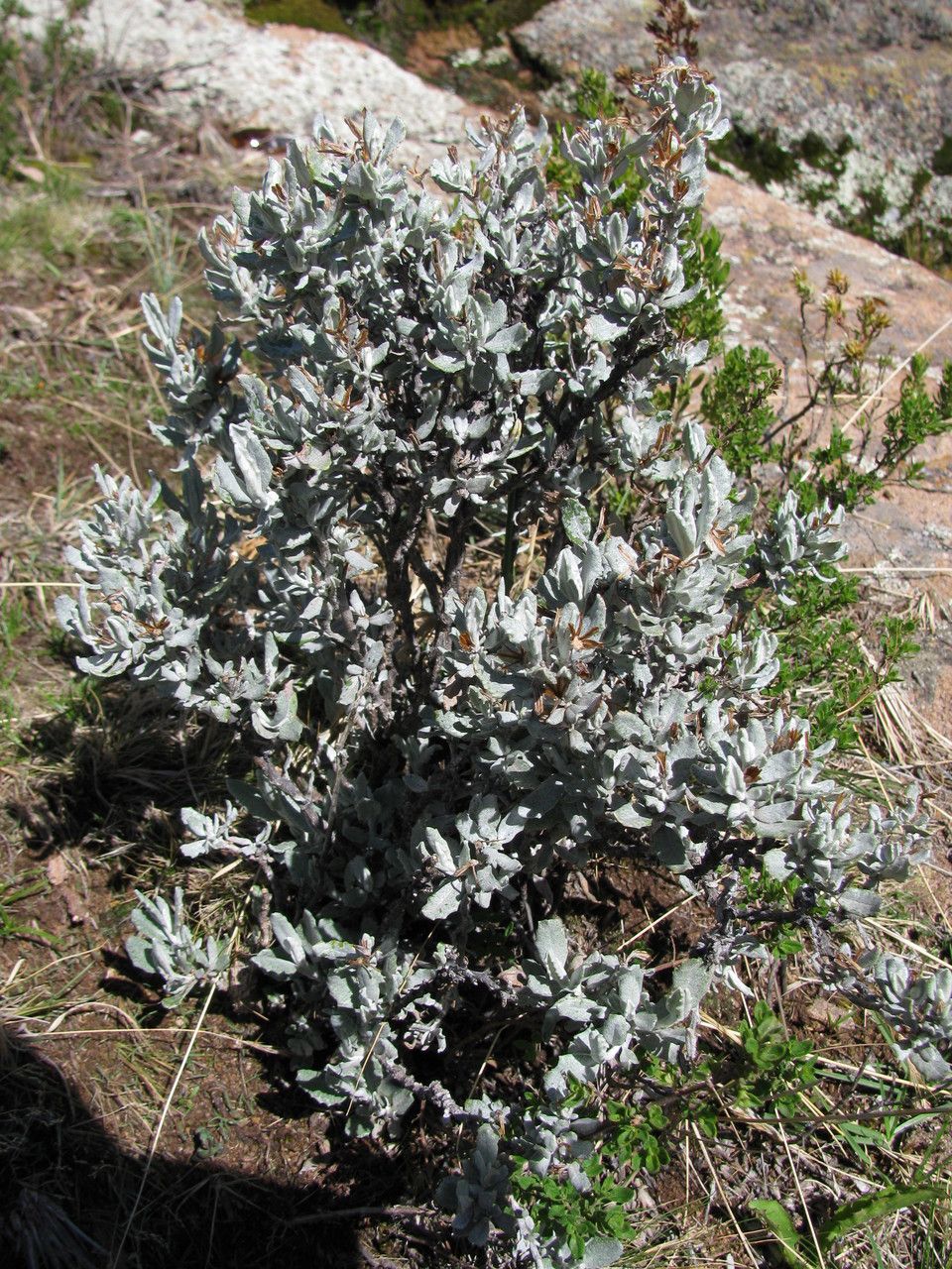 Chersodoma jodopappa — related species from the same genus