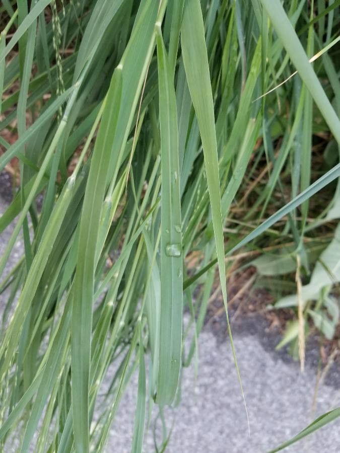 Panicum dichotomiflorum — search result for 'Ireland'