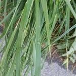 Panicum dichotomiflorum