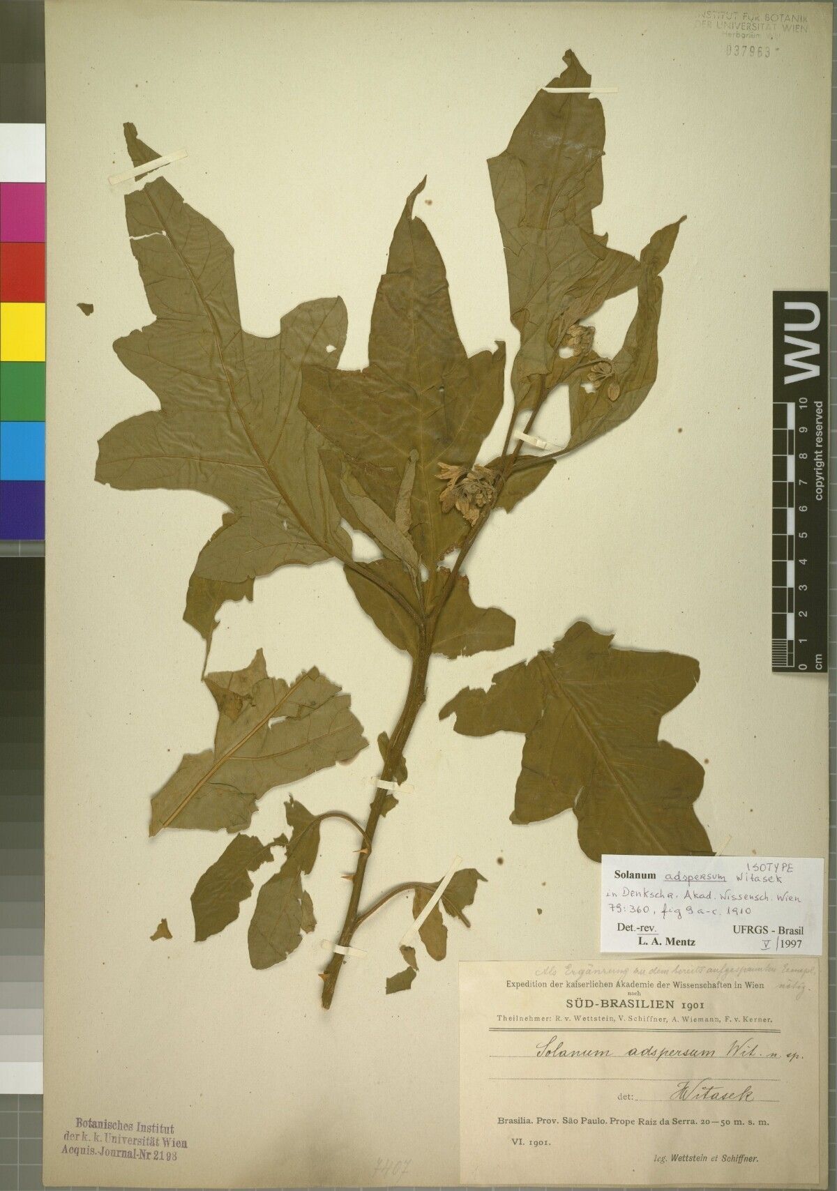 Solanum adspersum — houseplant care guide