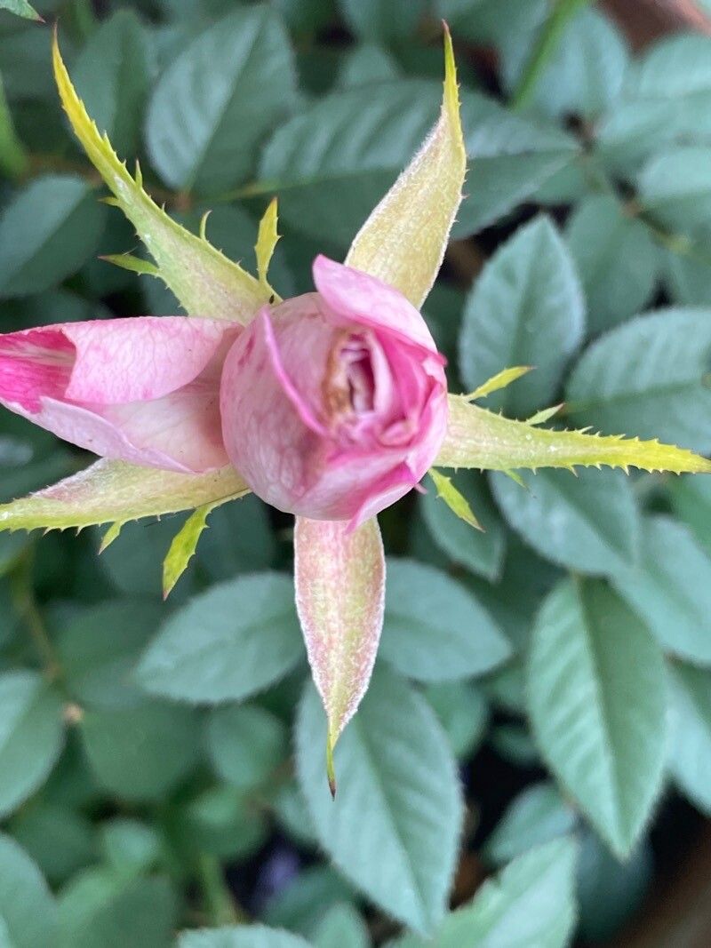 Rosa × polliniana flower