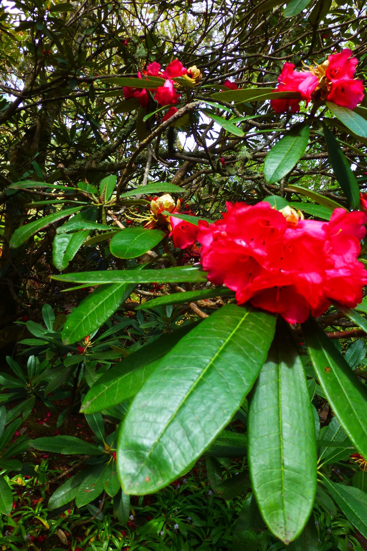 Rhododendron lanigerum — houseplant care guide