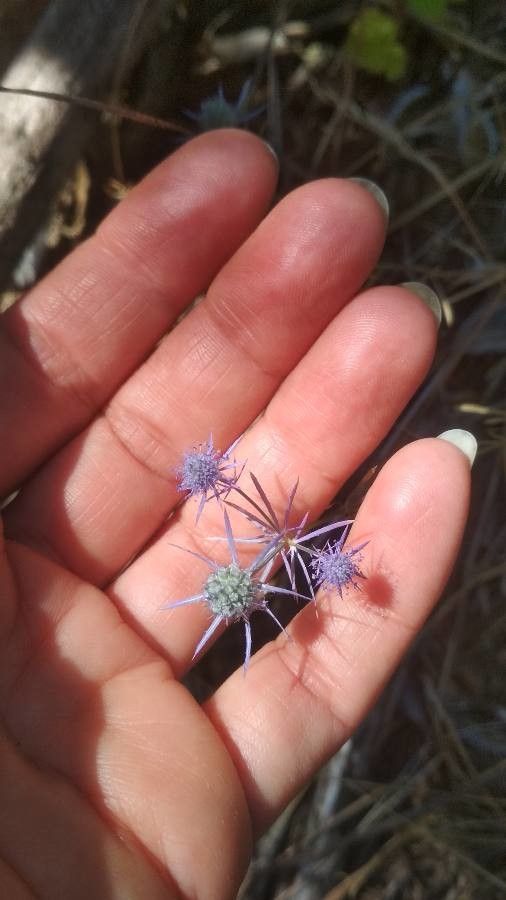 Eryngium creticum flower