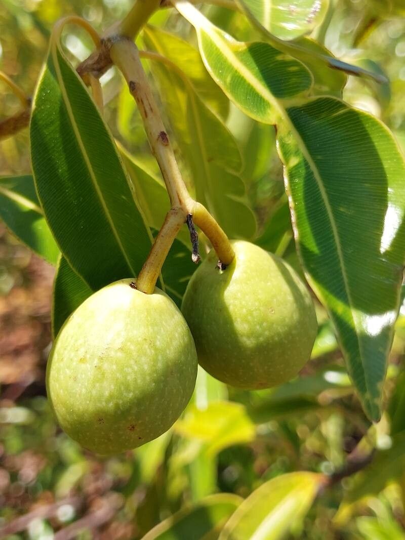 Calophyllum vernicosum fruit