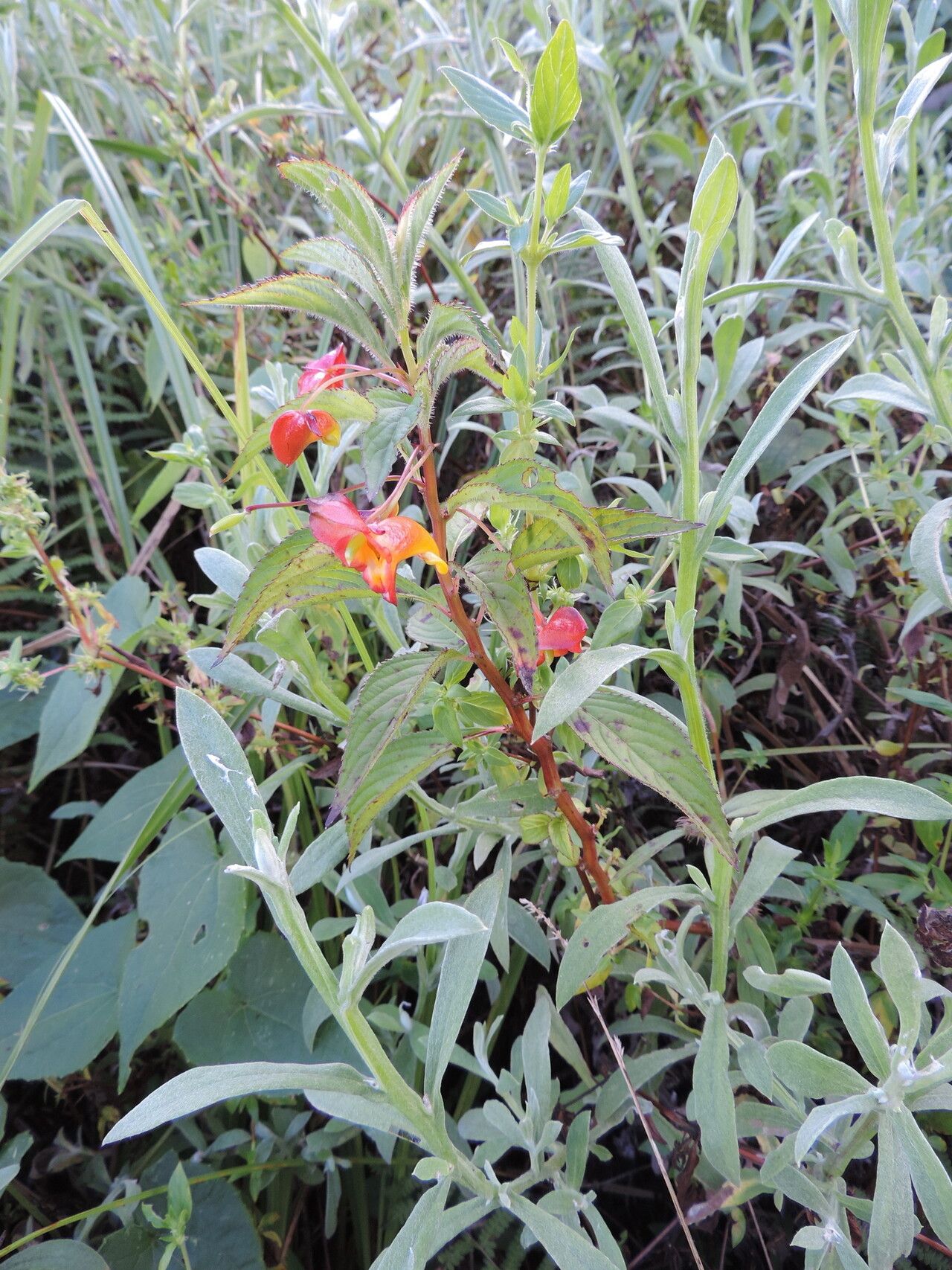 Impatiens gomphophylla habit