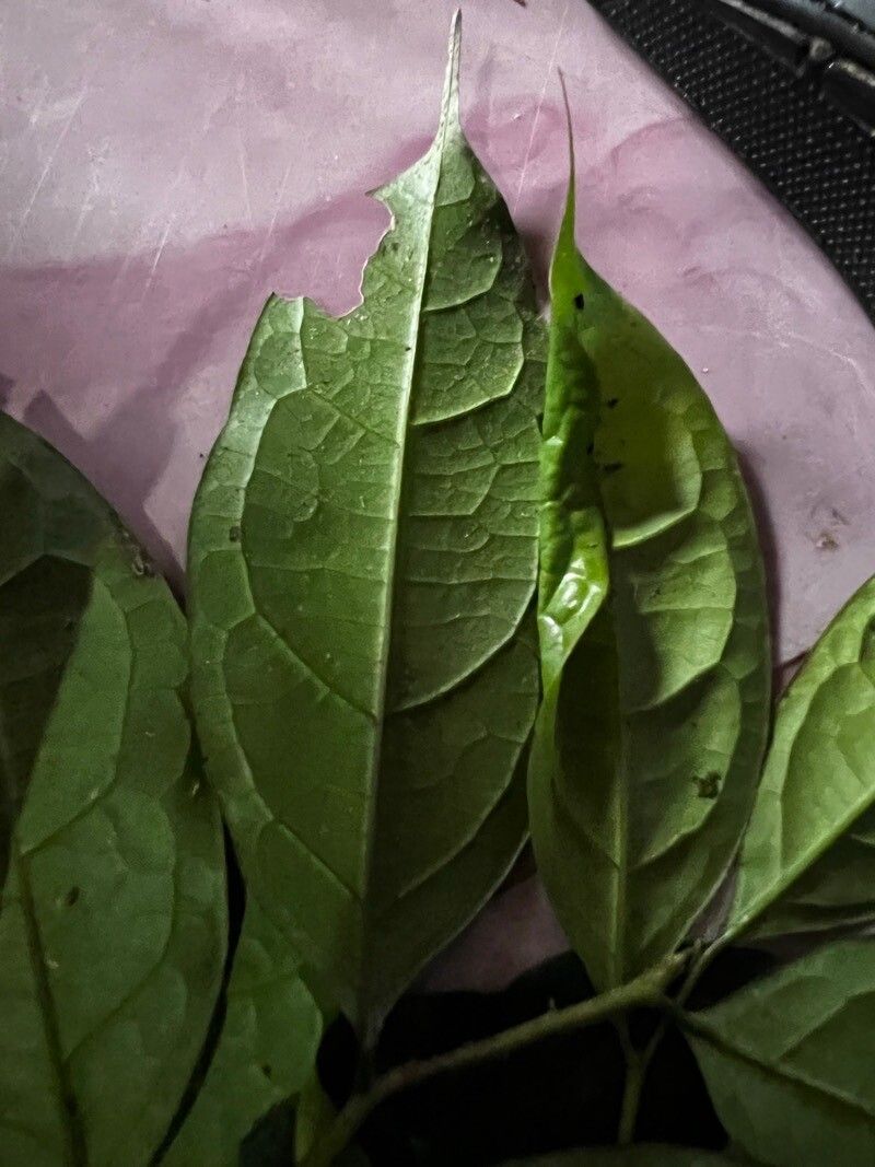 Ptychopetalum petiolatum leaf