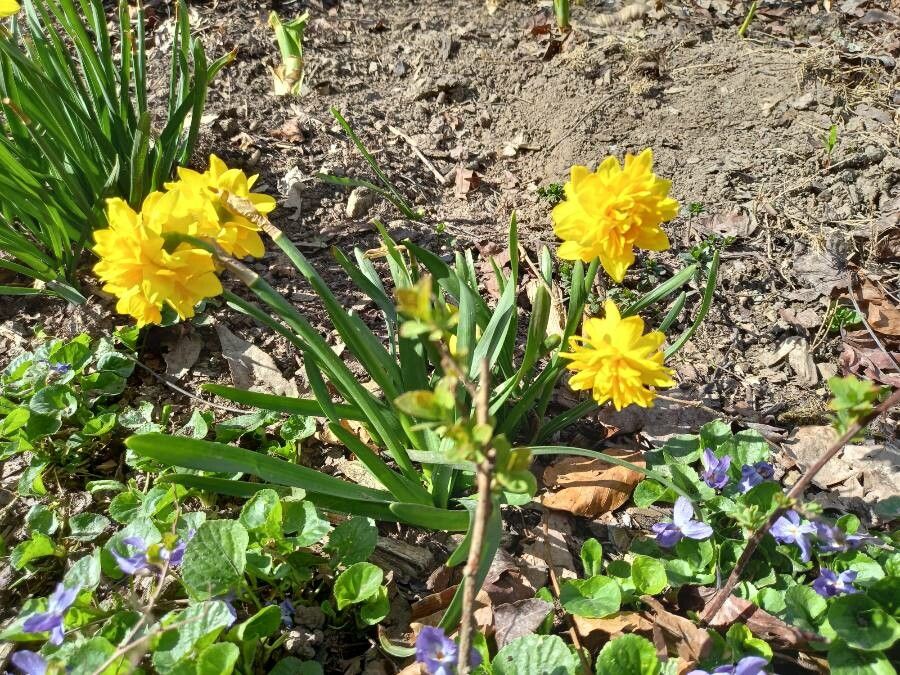 Narcissus spp. habit