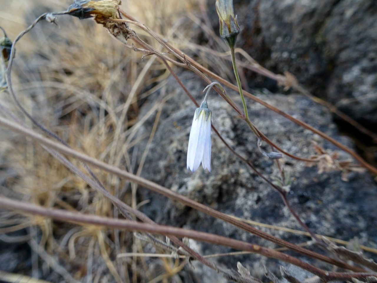 Wahlenbergia silenoides — houseplant care guide