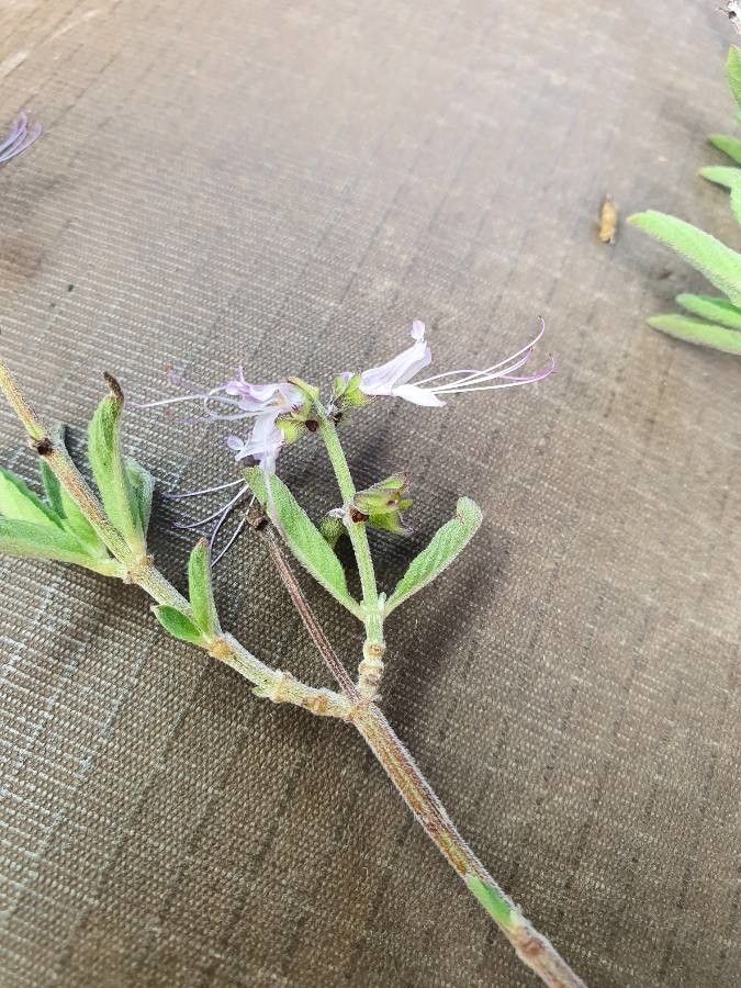 Ocimum filamentosum — search result for 'Ocimum'