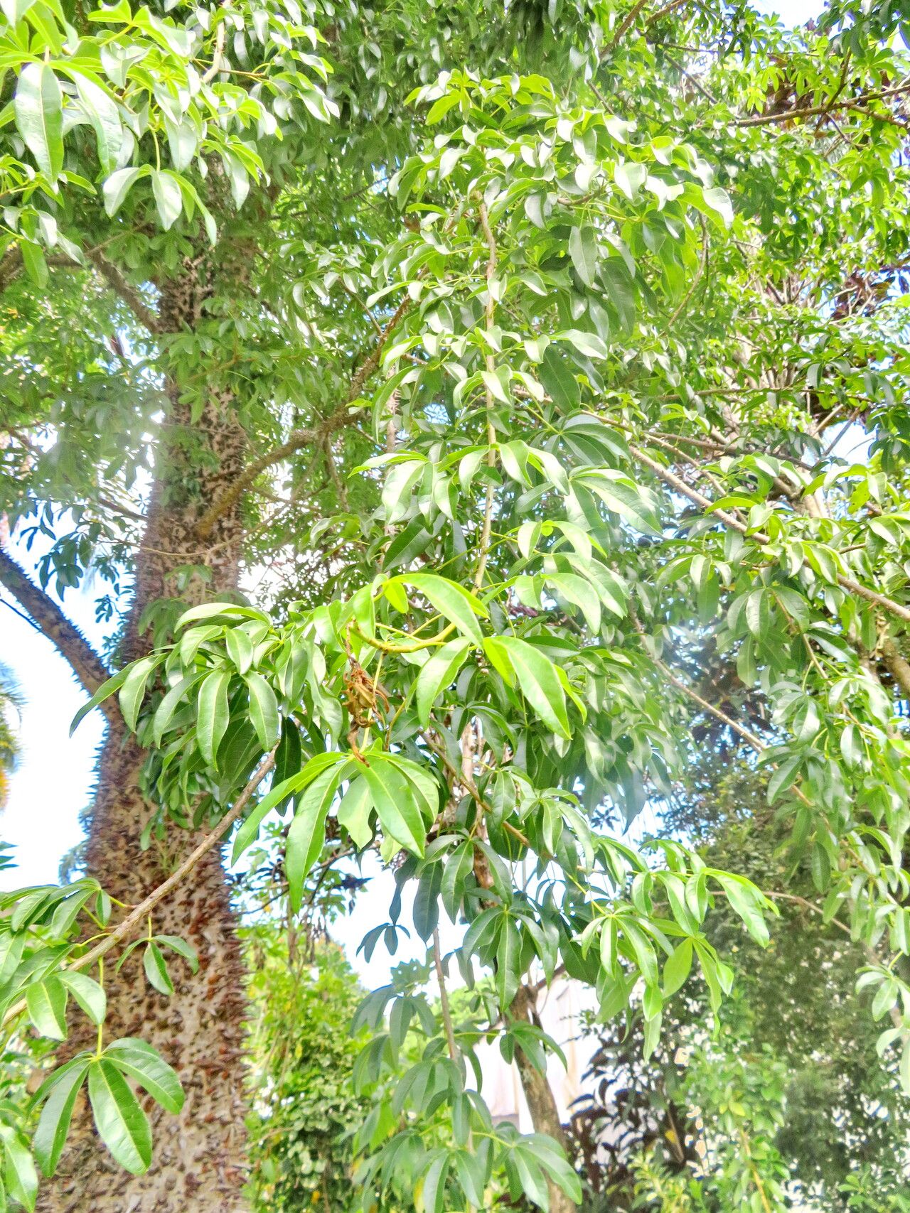 Spirotheca elegans — related species from the same genus