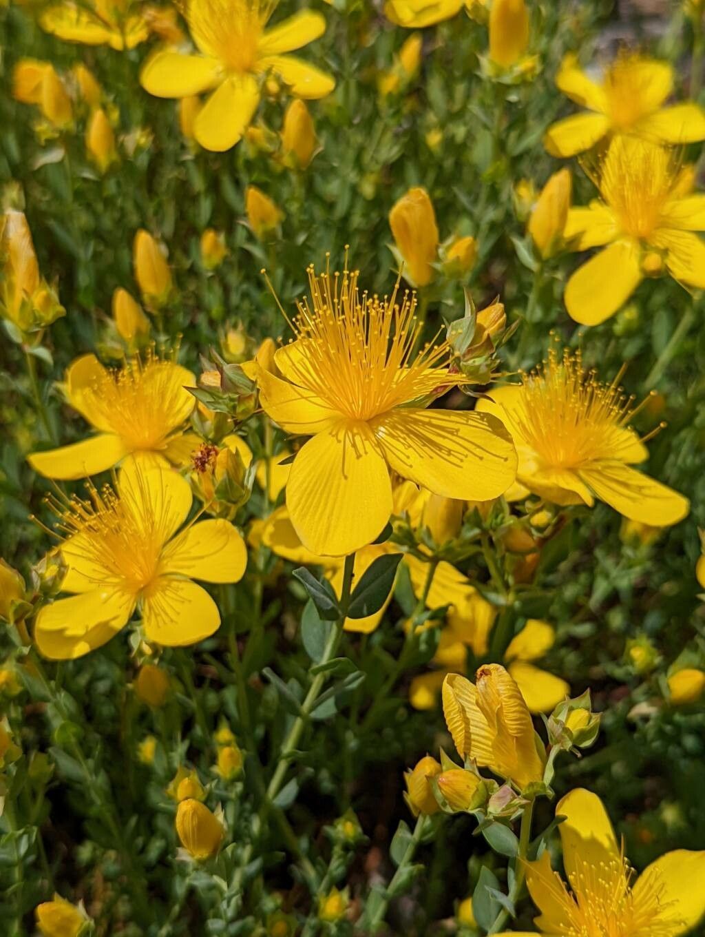 Hypericum linarioides flower