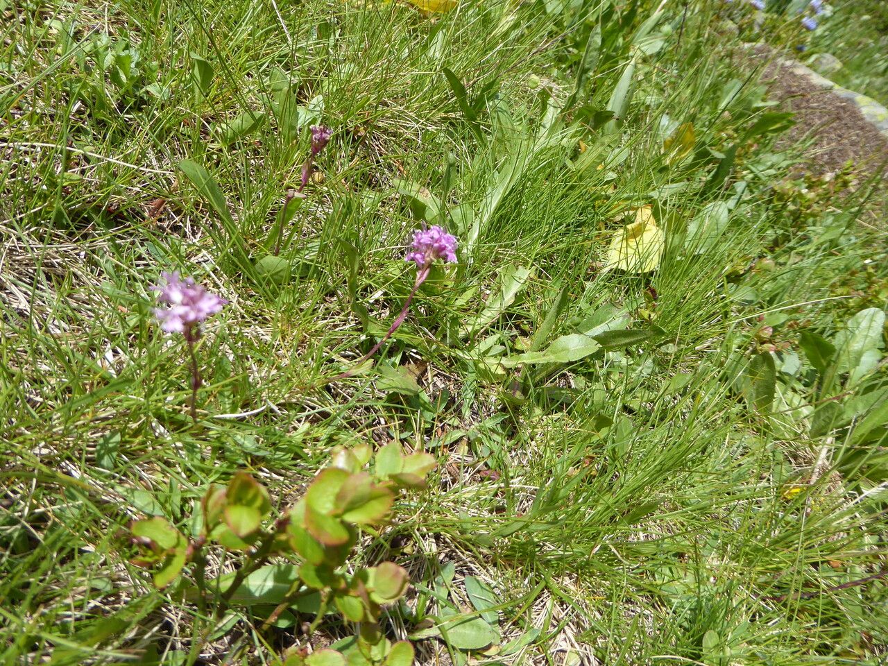 Viscaria alpina habit