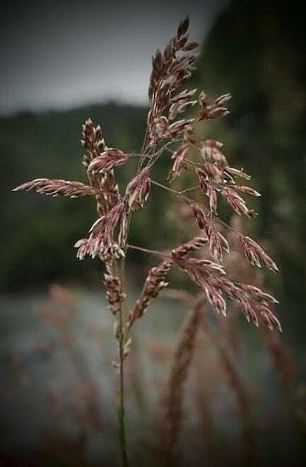 Festuca rubra fruit