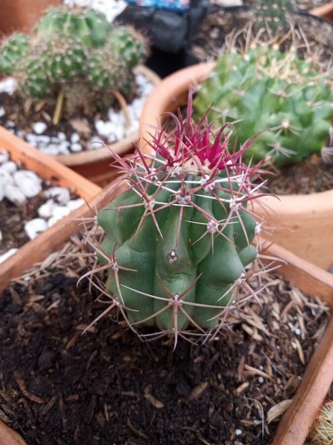 Ferocactus gracilis bark